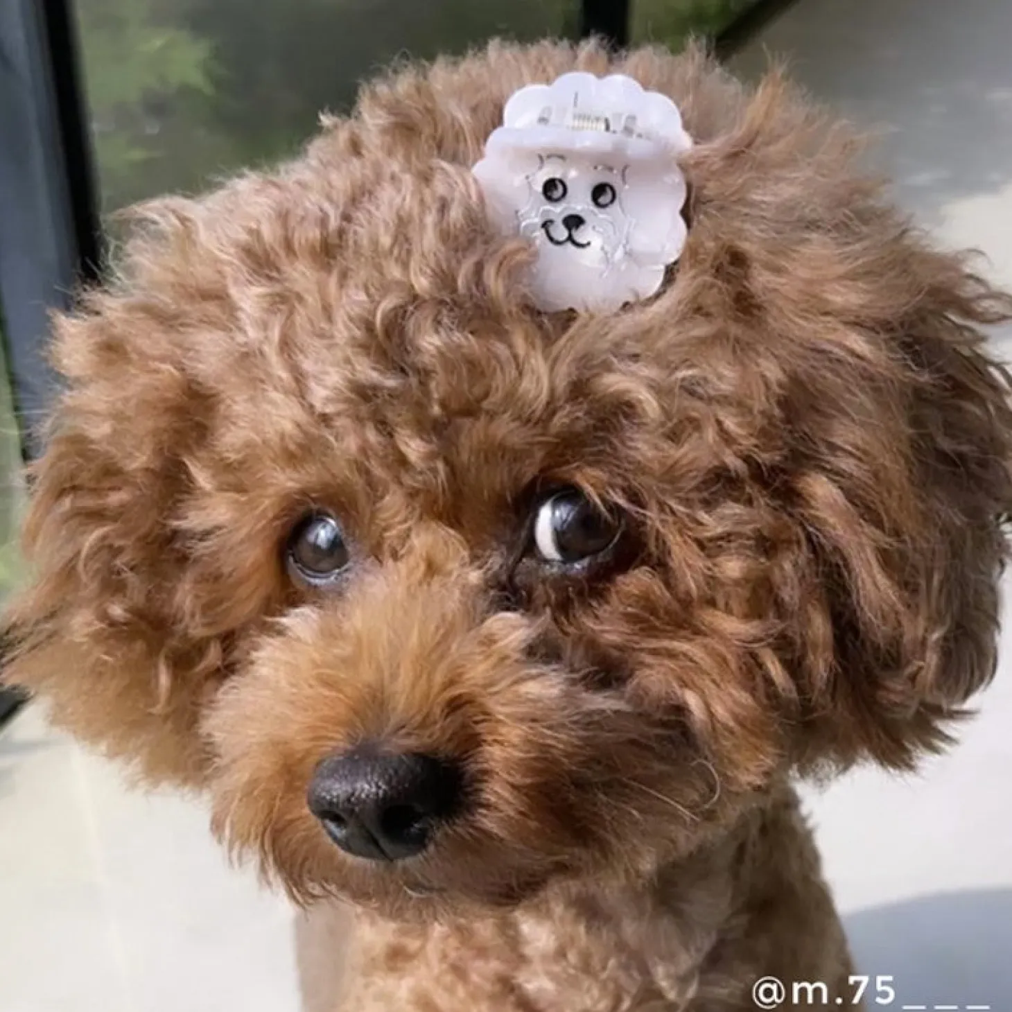 Coucou Suzette Bichon Mini Hair Claw* Mini Hair Claws