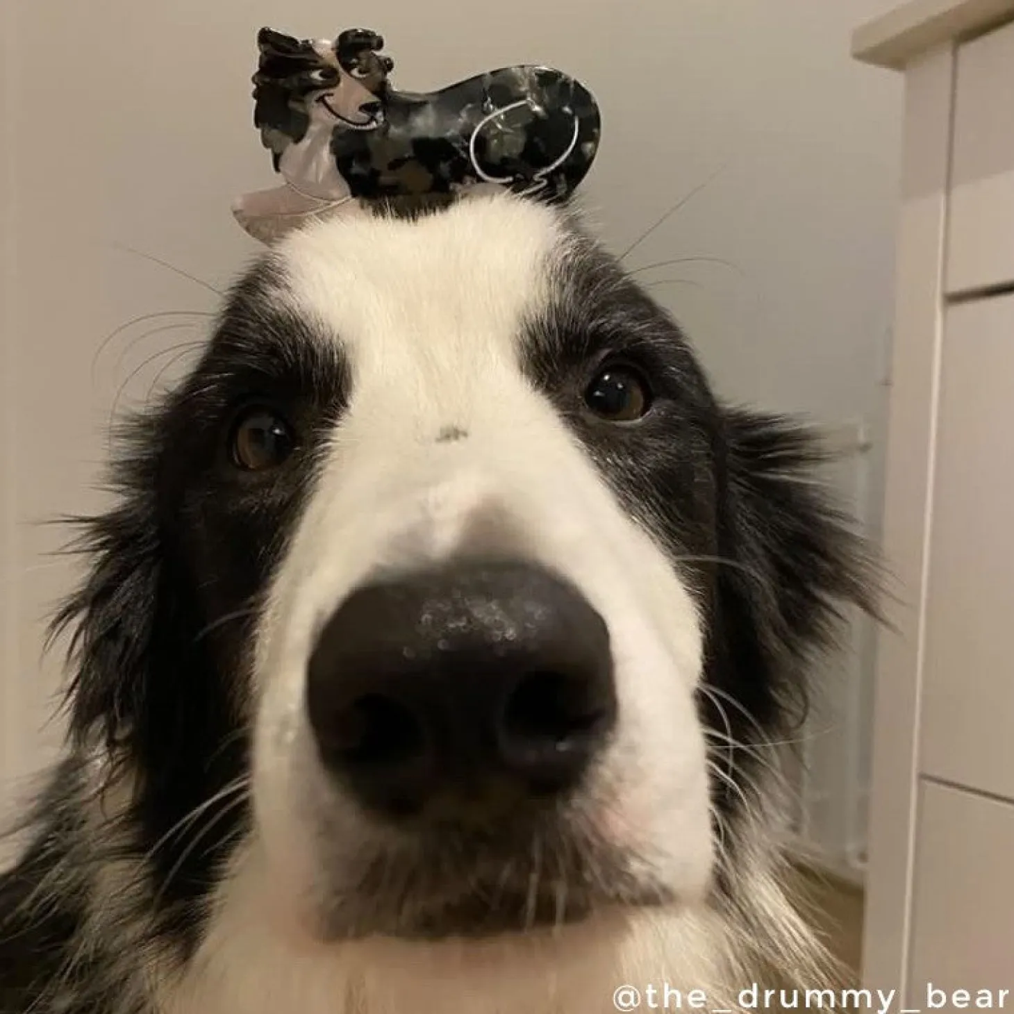 Coucou Suzette Border Collie Hair Claw* Hair Claws
