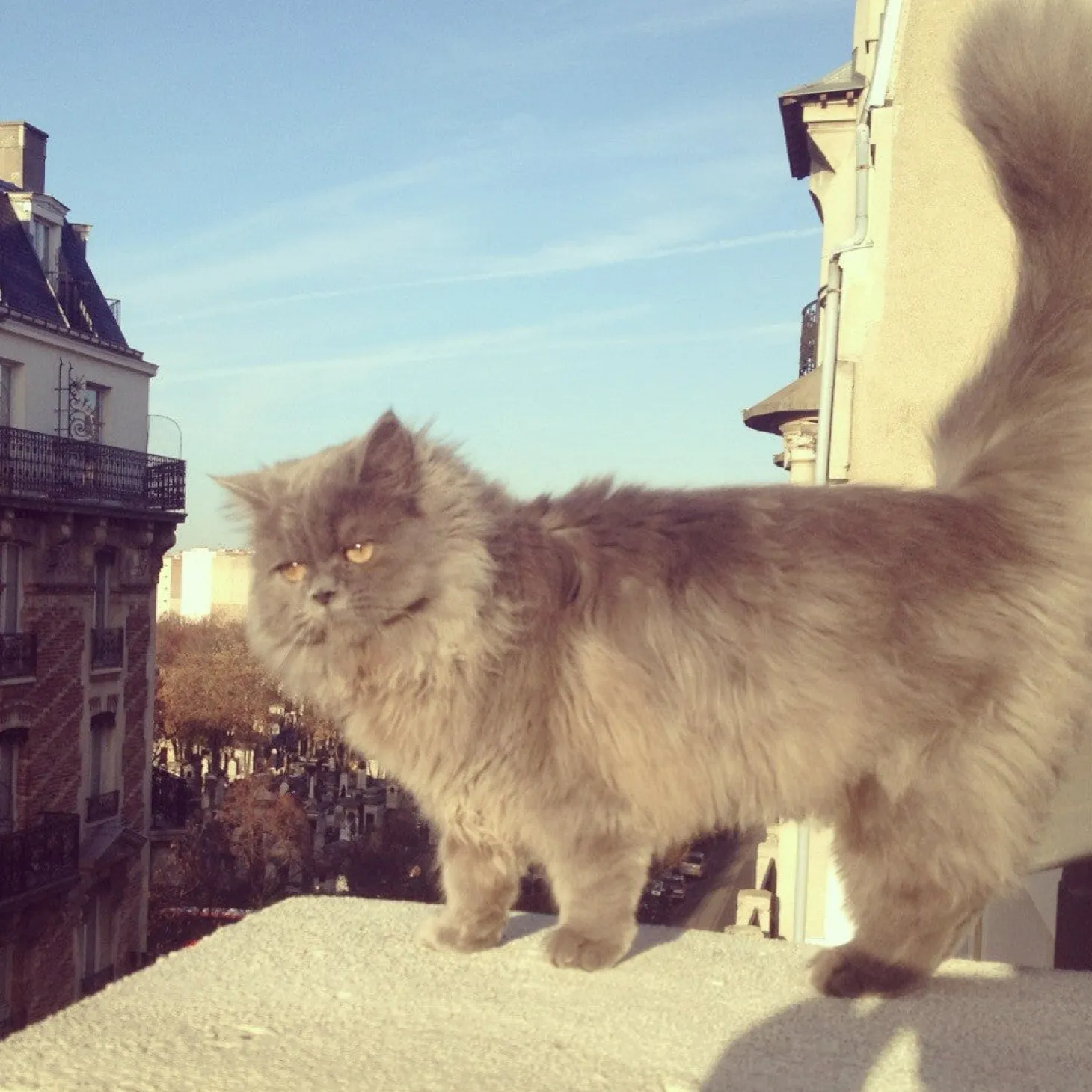 Coucou Suzette Suzette Cat Hair Claw* Hair Claws